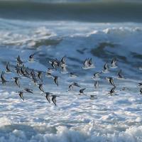 Becasseaux sanderling