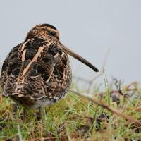 Becassine des marais