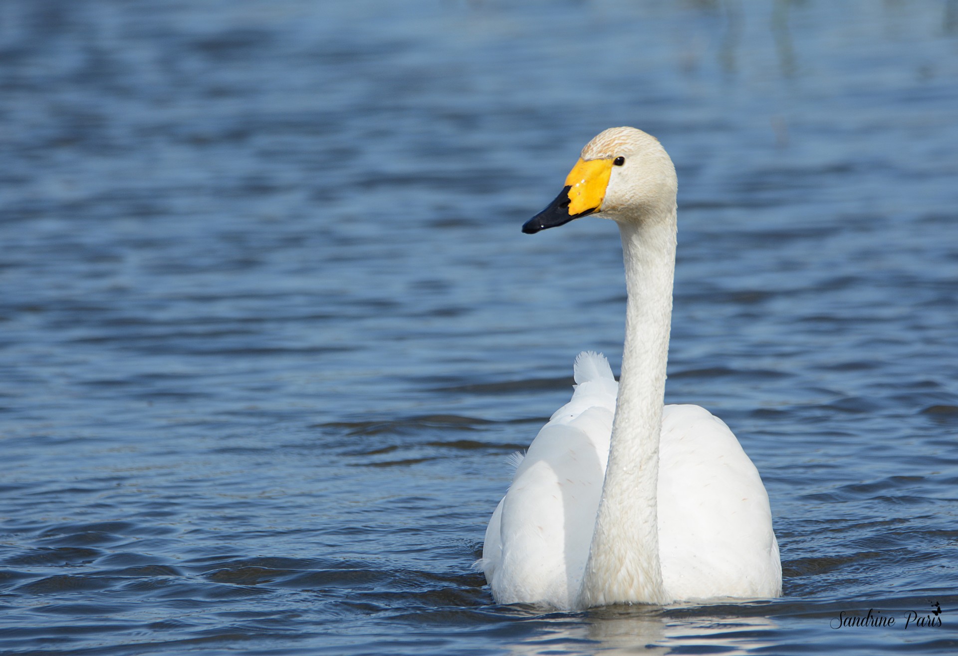 Cygne chanteur