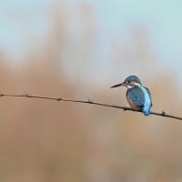 Martin pêcheur