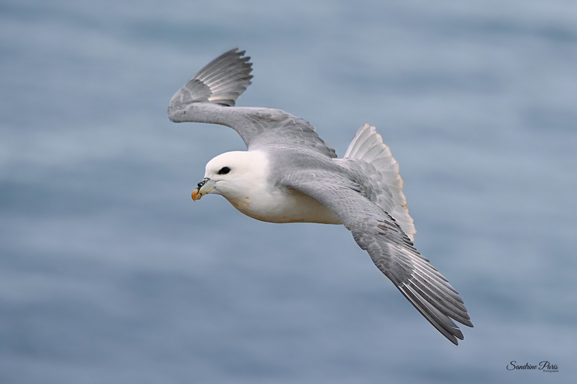 Fulmar boréal