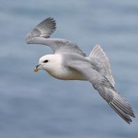 Fulmar boréal