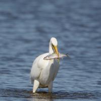 Grande aigrette