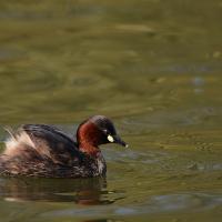 Grèbe castagneux