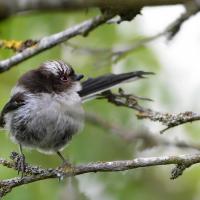Mésange à longue queue juvénile