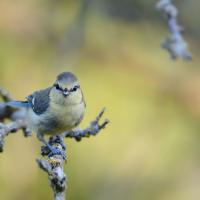 Mésange bleue
