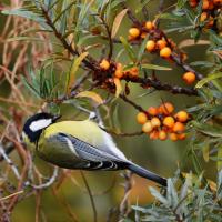 Mésange charbonnière