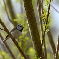 Mésange huppée 