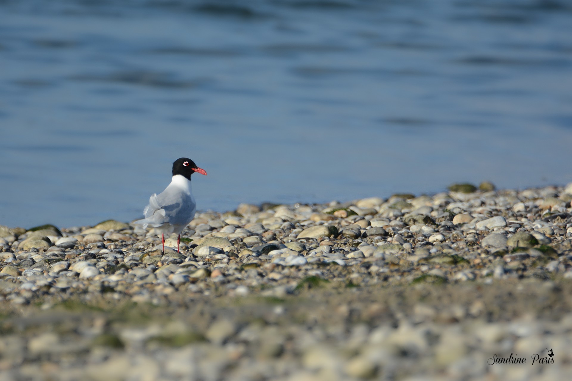 Mouette mélanocéphale