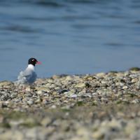 Mouette mélanocéphale