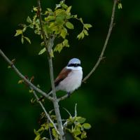 Pie grièche écorcheur 