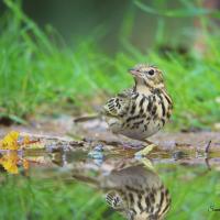 Pipit des arbres