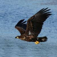 Pygargue à queue blanche 